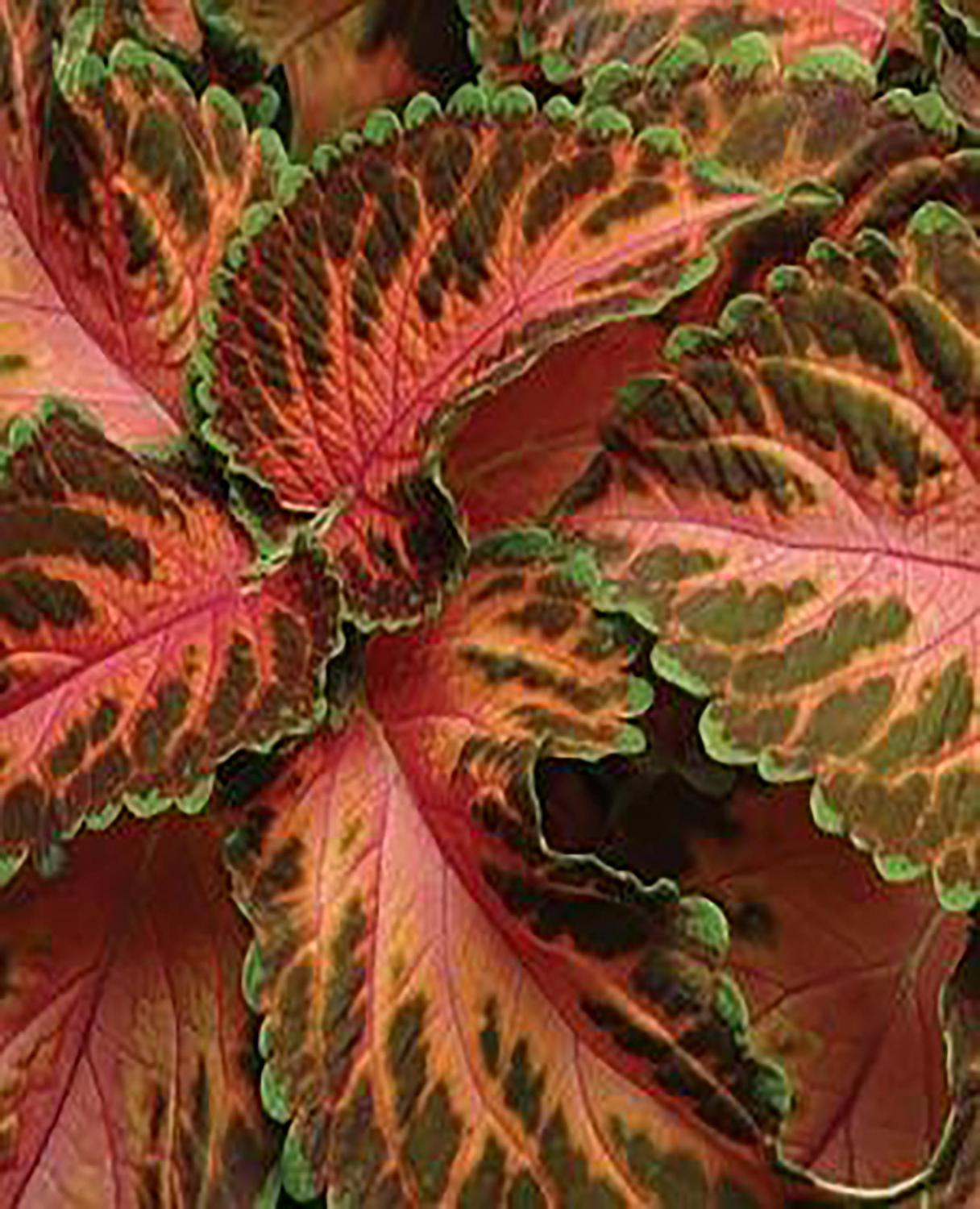 цветок с зелено красными листьями название фото